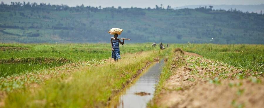 Climate Crisis: Releasing Bison, Reindeer And Horses Into The Arctic Would Slow Warming, Say Scientists